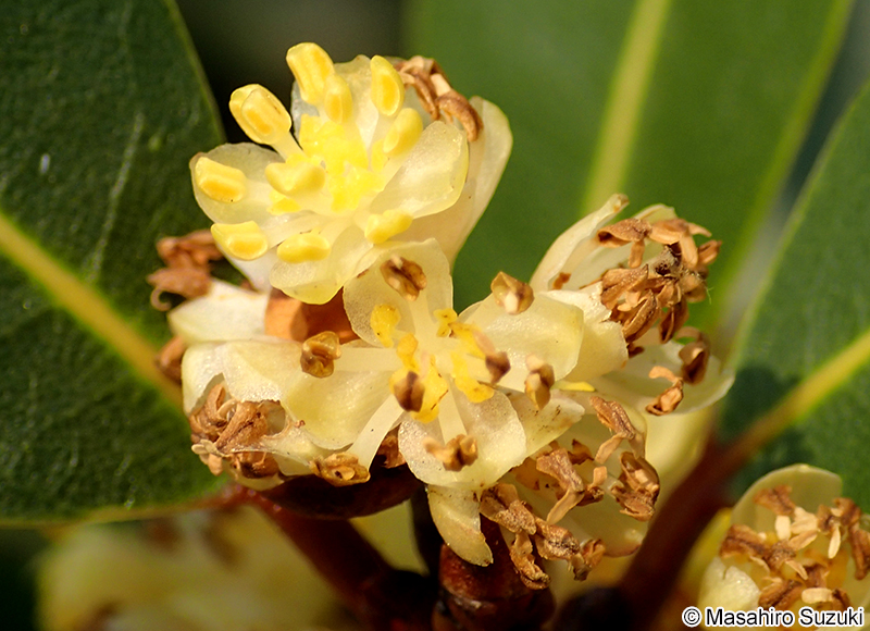 ゲッケイジュ Laurus nobilis