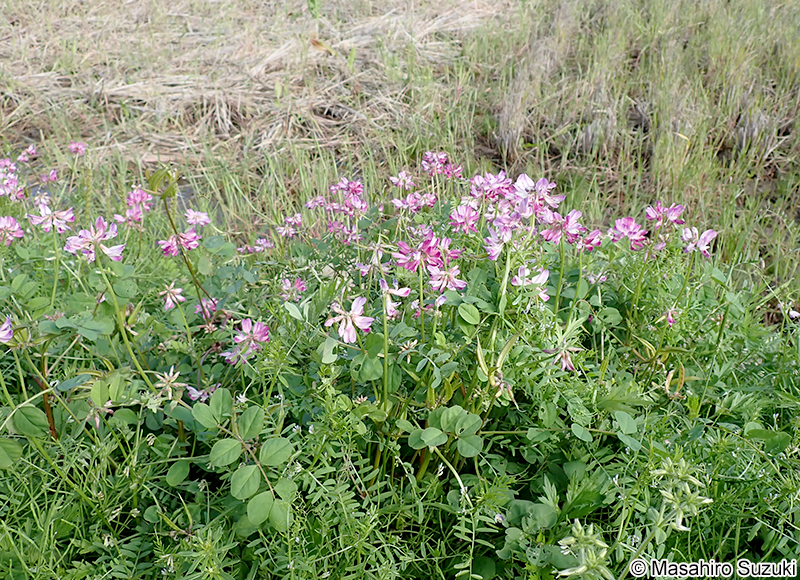 ゲンゲ（レンゲソウ） Astragalus sinicus