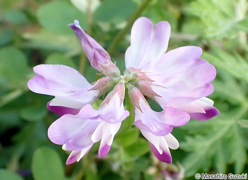 ゲンゲ（レンゲソウ） Astragalus sinicus