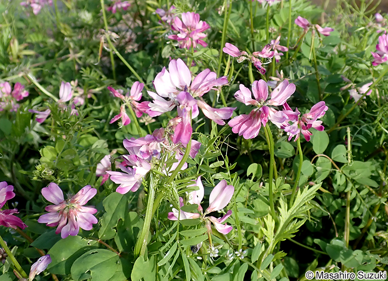 ゲンゲ（レンゲソウ） Astragalus sinicus