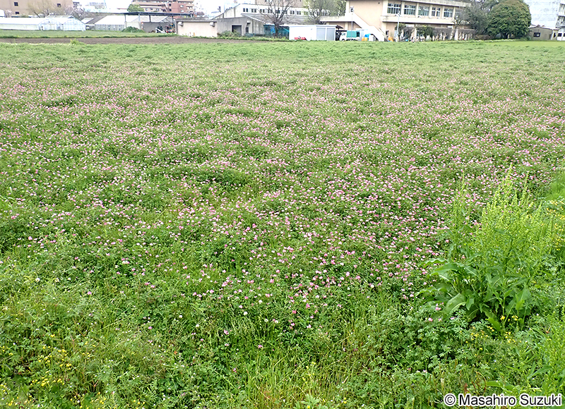 ゲンゲ（レンゲソウ） Astragalus sinicus