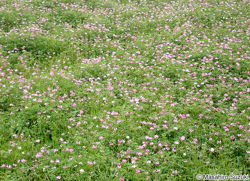 ゲンゲ（レンゲソウ） Astragalus sinicus