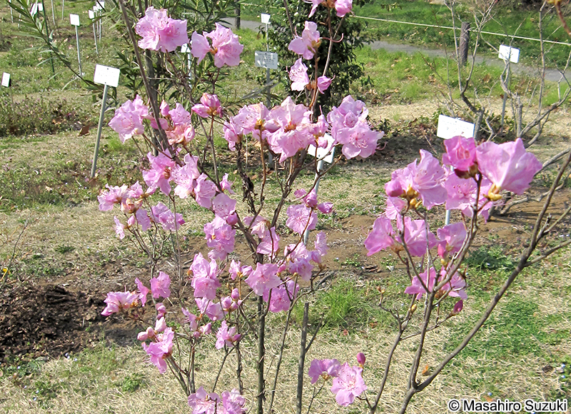 ゲンカイツツジ Rhododendron mucronulatum var. ciliatum