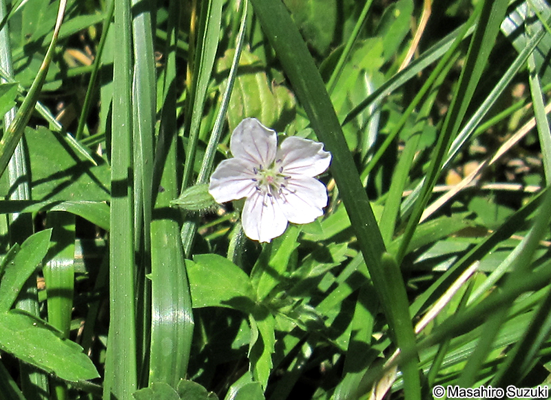 ゲンノショウコ Geranium thunbergii