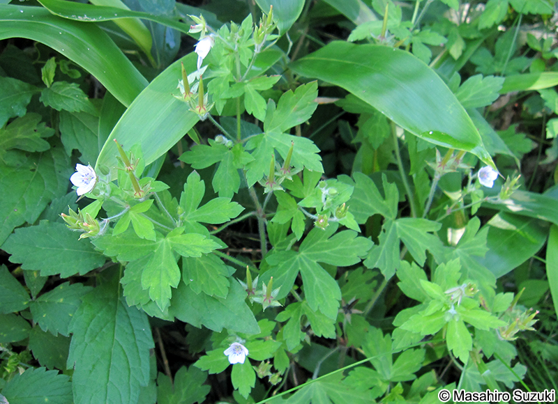 ゲンノショウコ Geranium thunbergii