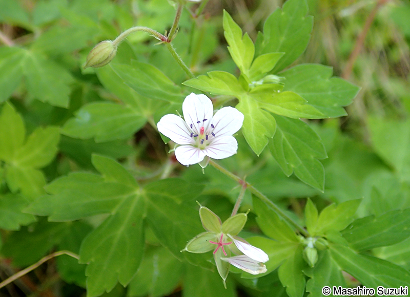 ゲンノショウコ Geranium thunbergii