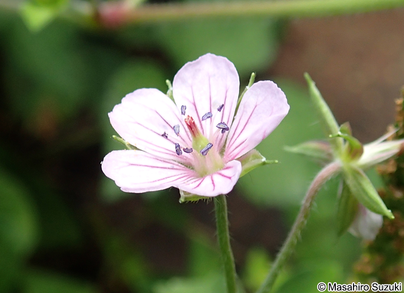 ゲンノショウコ Geranium thunbergii