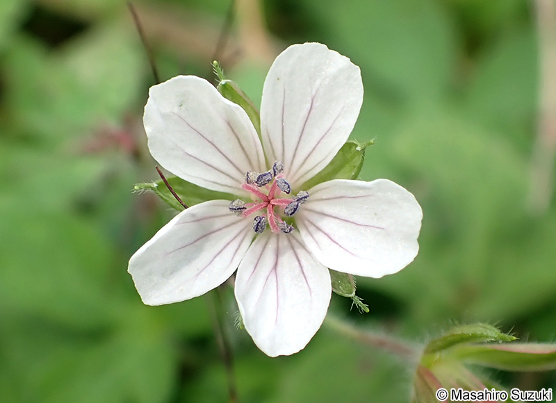 ゲンノショウコ Geranium thunbergii