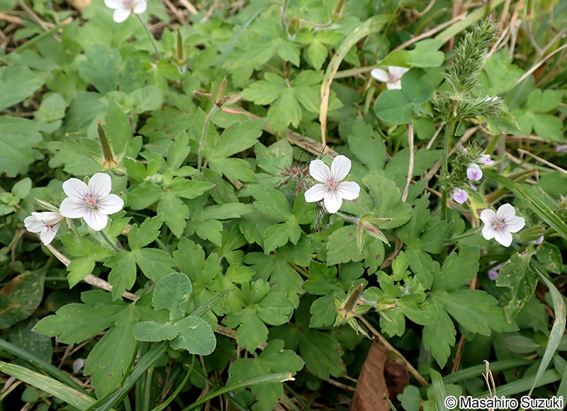 ゲンノショウコ Geranium thunbergii