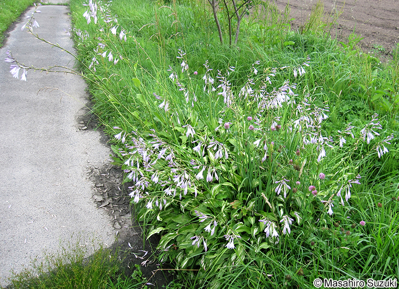 ギボウシの仲間 Hosta spp.