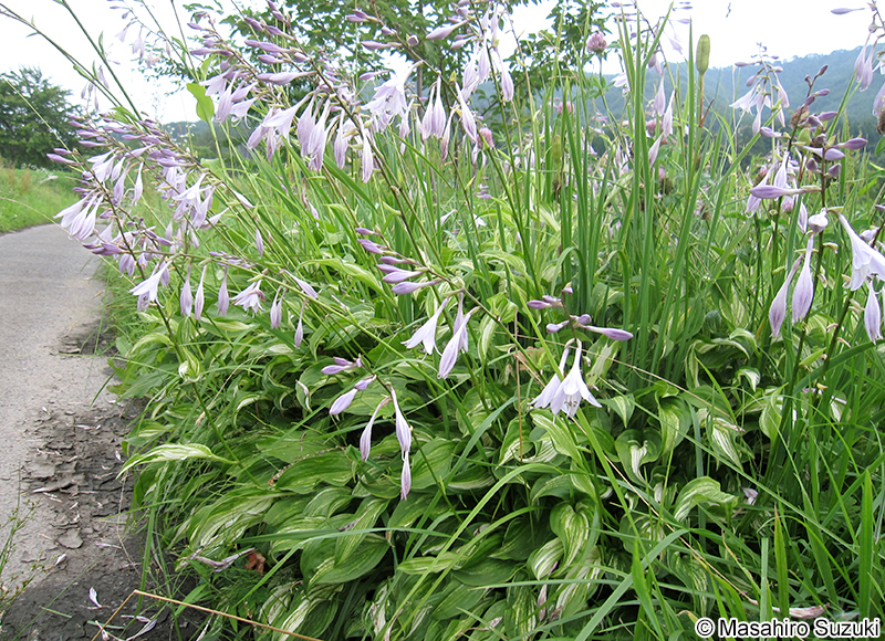 ギボウシの仲間 Hosta spp.