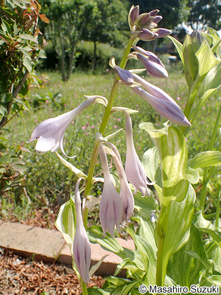 ギボウシの仲間 Hosta spp.