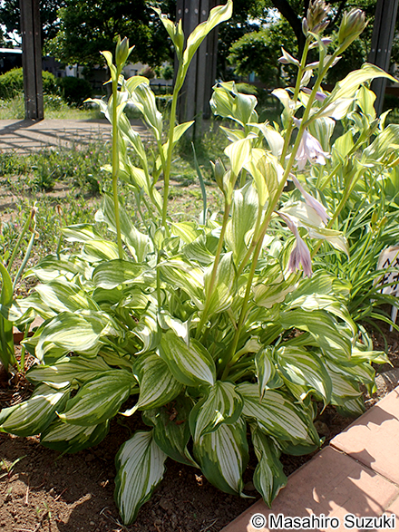 ギボウシの仲間 Hosta spp.