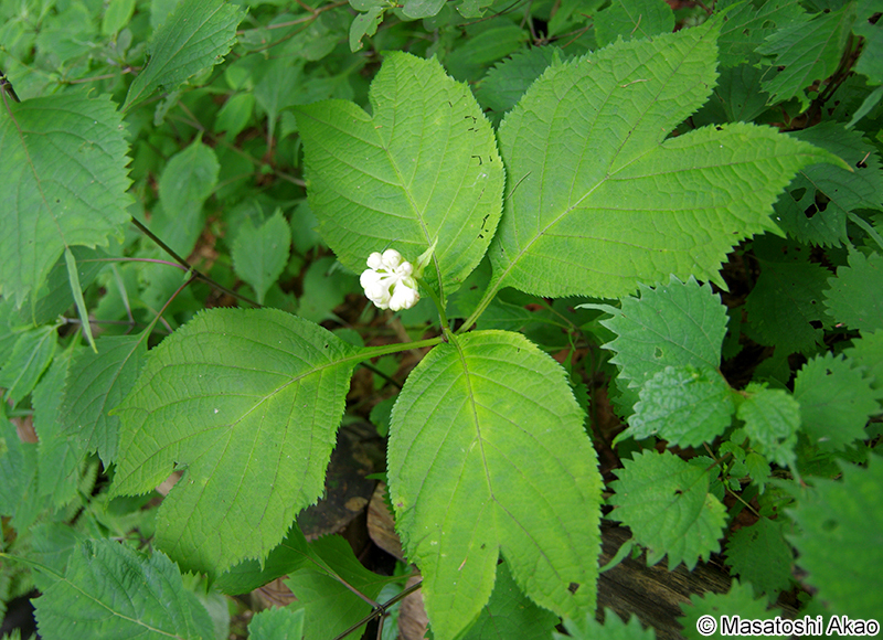 ギンバイソウ Deinanthe bifida