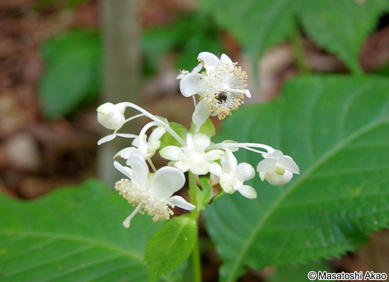 ギンバイソウ Deinanthe bifida