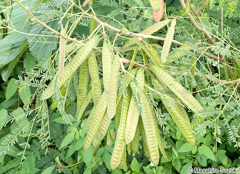 ギンネム Leucaena leucocephala