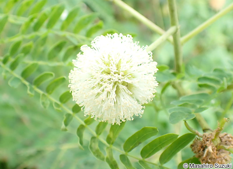 ギンネム Leucaena leucocephala