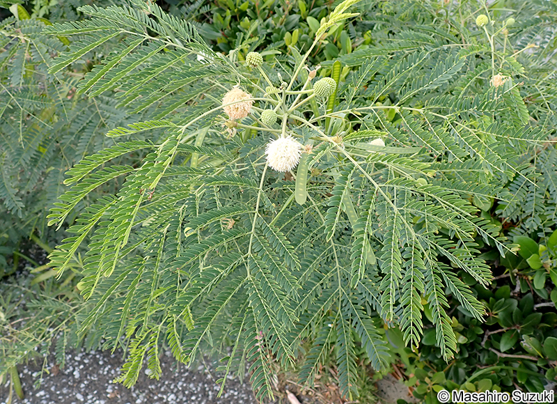 ギンネム Leucaena leucocephala
