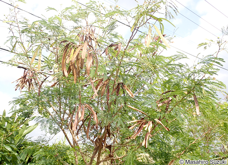ギンネム Leucaena leucocephala