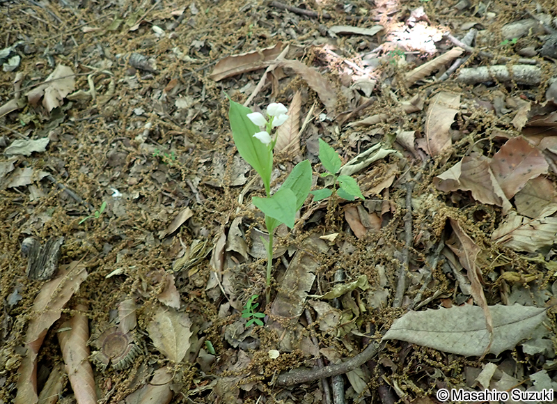 ギンラン Cephalanthera erecta