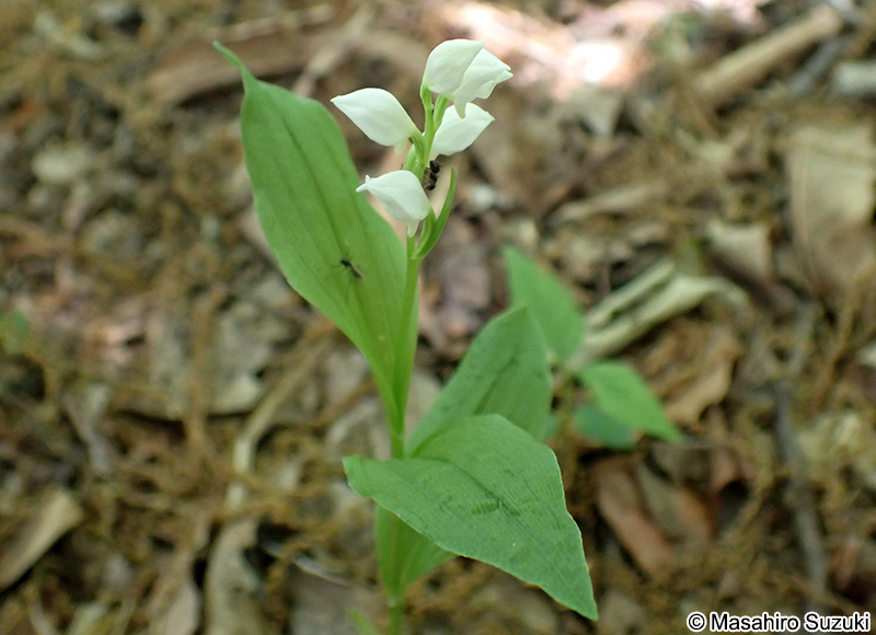 ギンラン Cephalanthera erecta