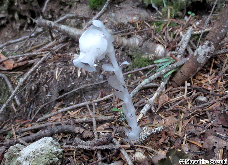 ギンリョウソウ Monotropastrum humile