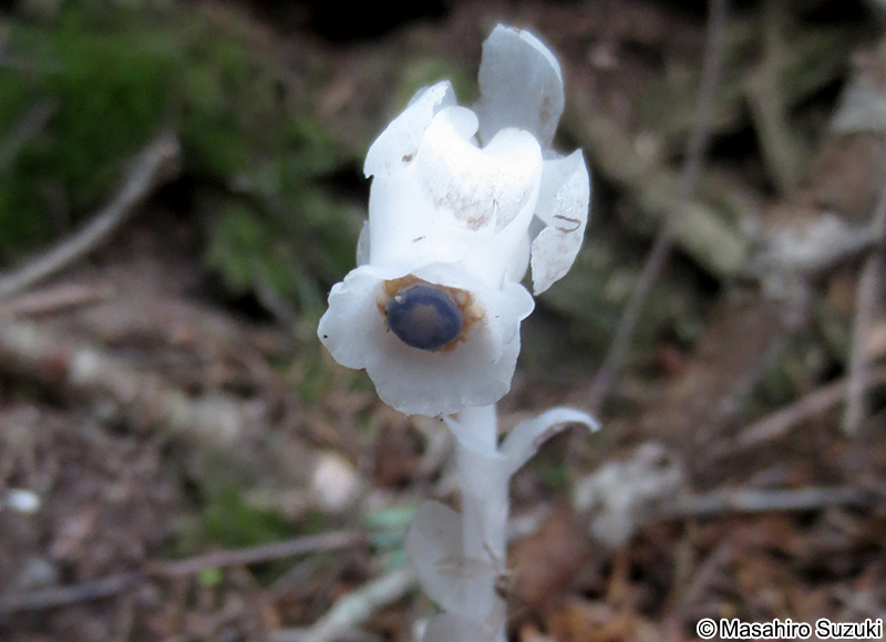 ギンリョウソウ Monotropastrum humile