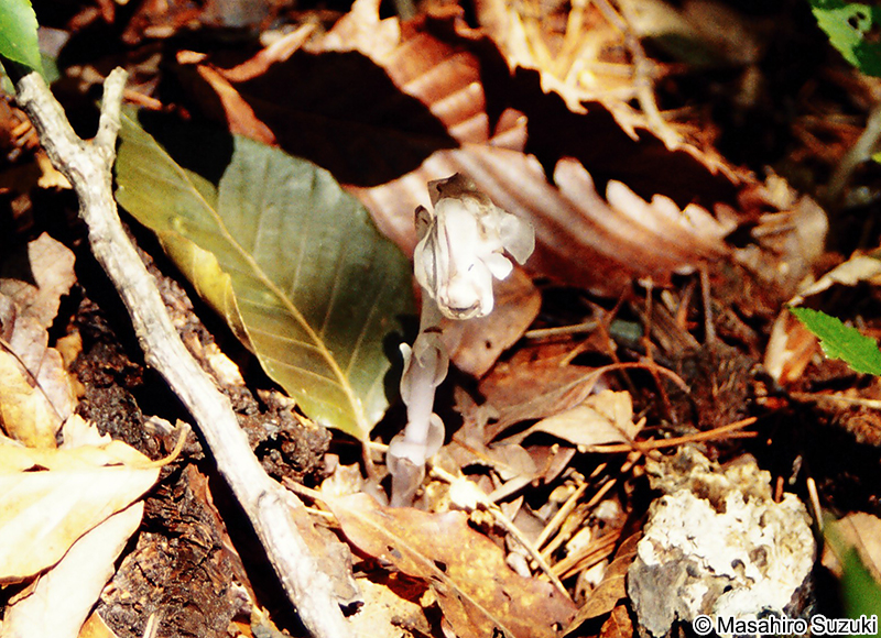 ギンリョウソウ Monotropastrum humile