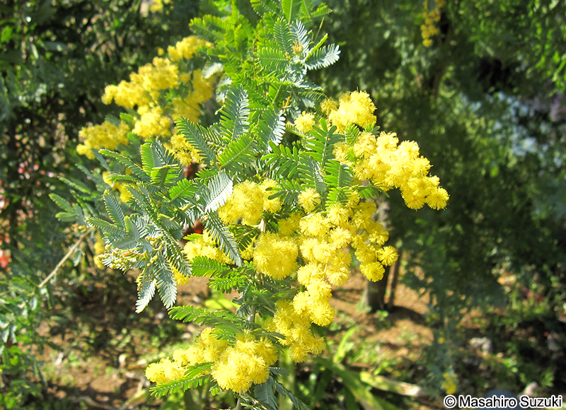 ギンヨウアカシア Acacia baileyana