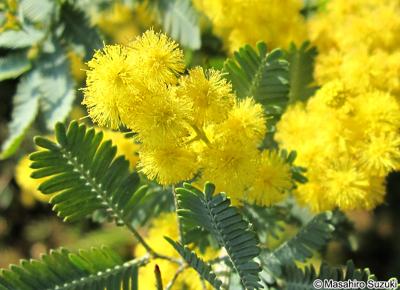 ギンヨウアカシア Acacia baileyana