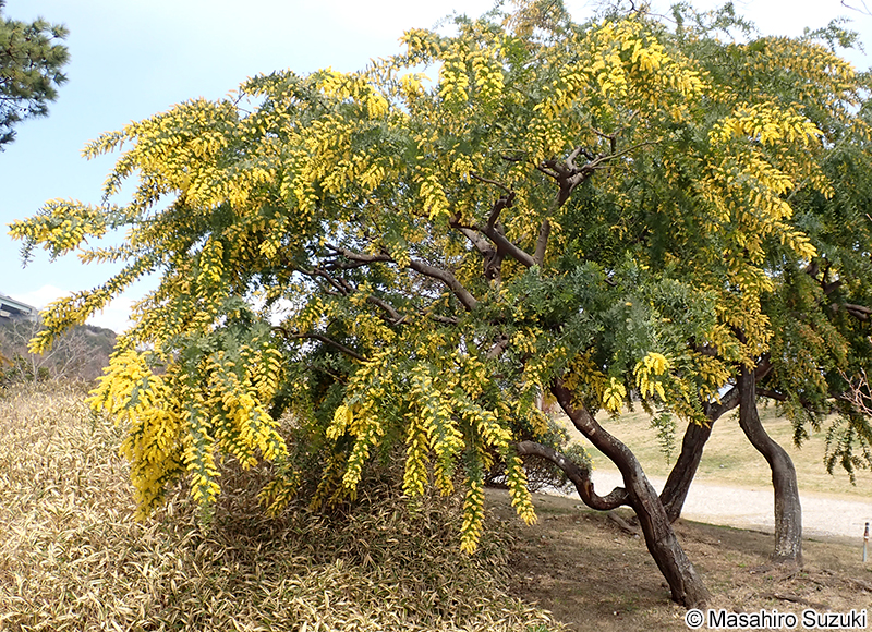 ギンヨウアカシア Acacia baileyana