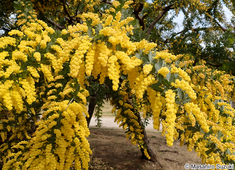 ギンヨウアカシア Acacia baileyana