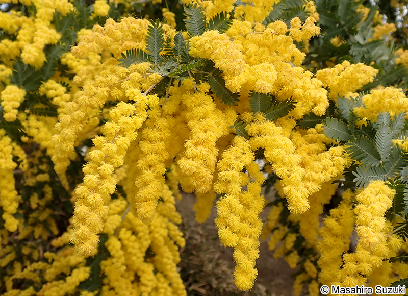 ギンヨウアカシア Acacia baileyana