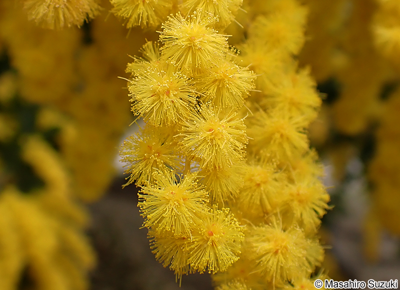ギンヨウアカシア Acacia baileyana
