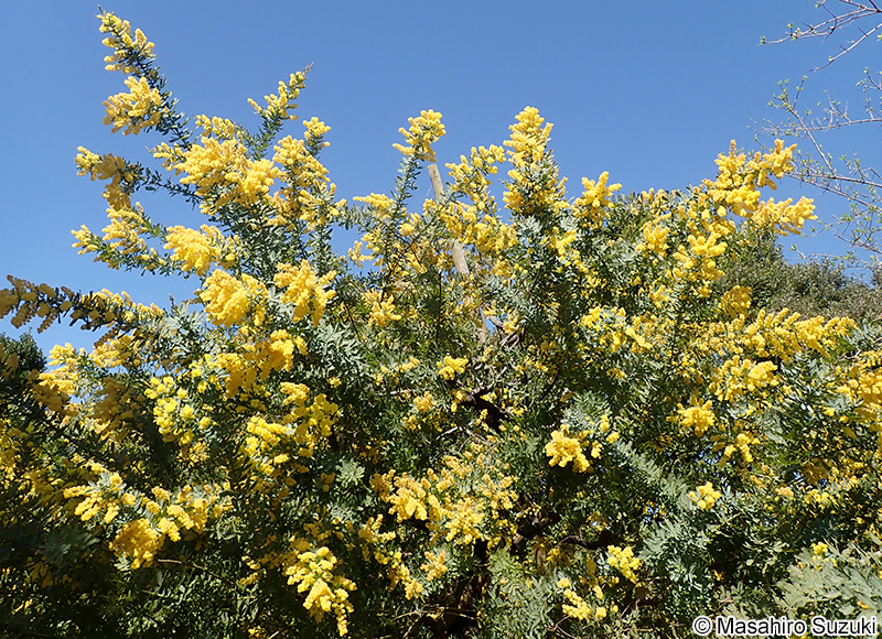 ギンヨウアカシア Acacia baileyana