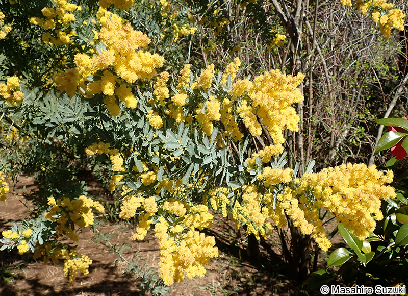 ギンヨウアカシア Acacia baileyana