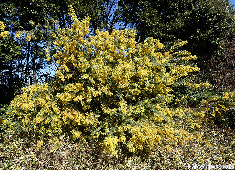 ギンヨウアカシア Acacia baileyana