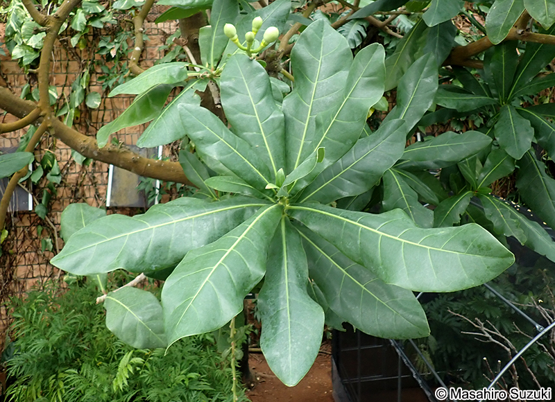 ゴバンノアシ Barringtonia asiatica