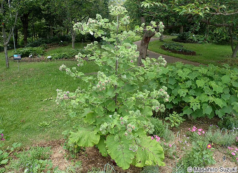 ゴボウ Arctium lappa