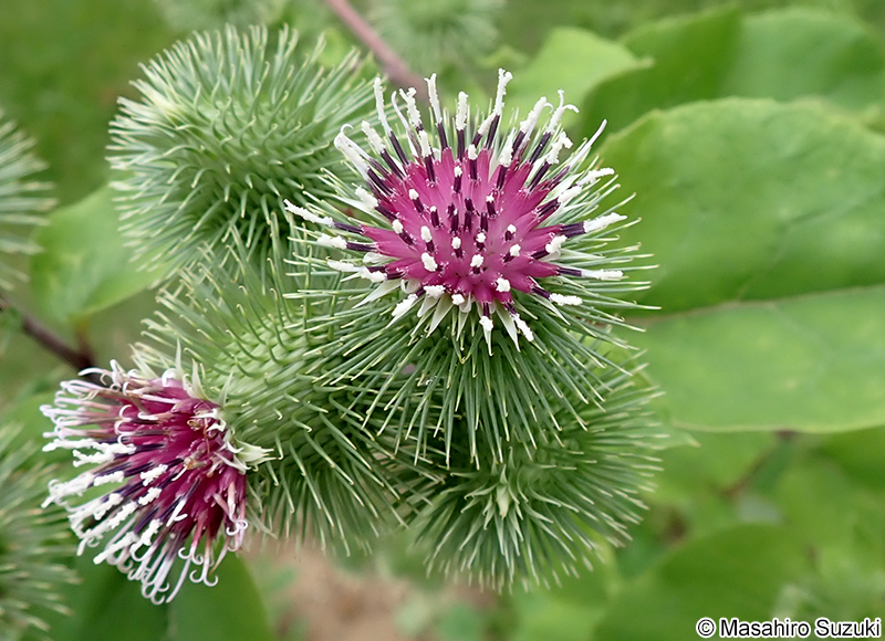 ゴボウ Arctium lappa