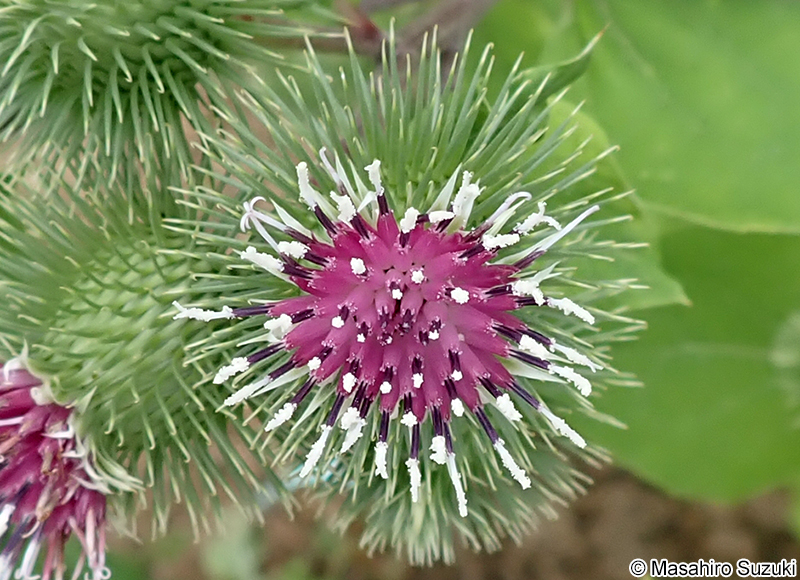ゴボウ Arctium lappa