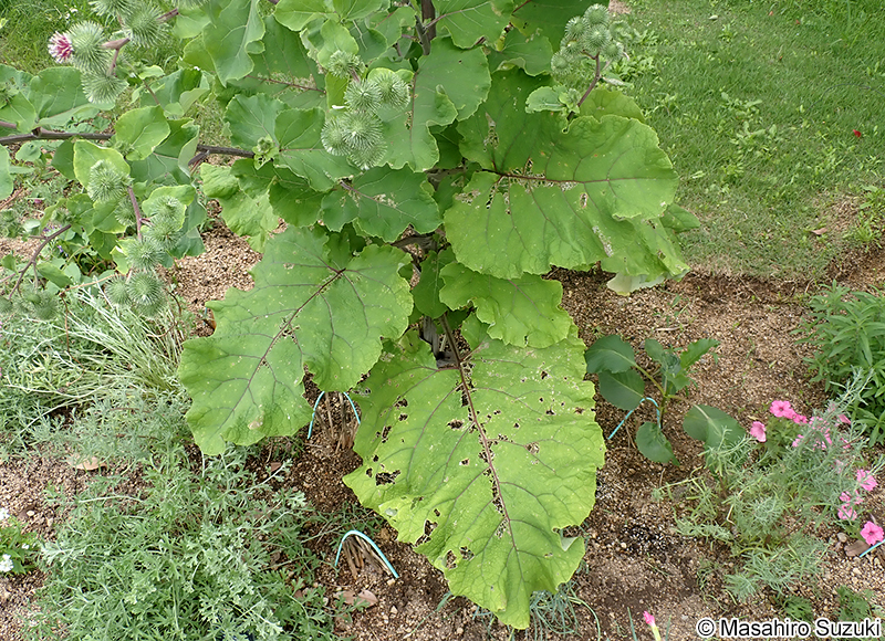 ゴボウ Arctium lappa