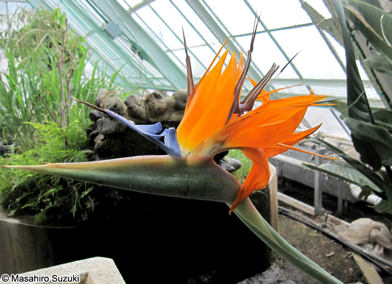 ゴクラクチョウカ Strelitzia reginae