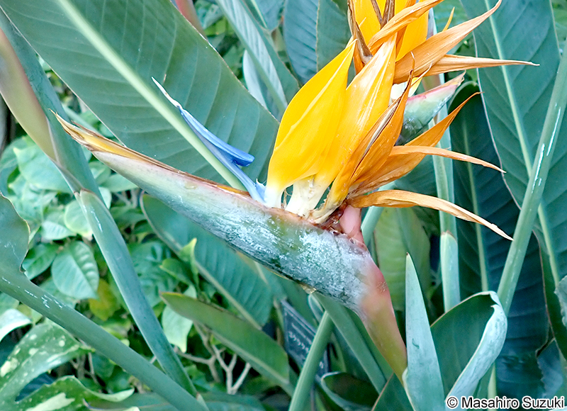 ゴクラクチョウカ Strelitzia reginae