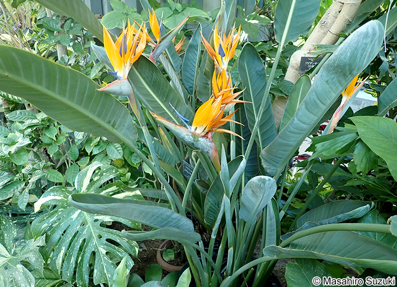 ゴクラクチョウカ Strelitzia reginae