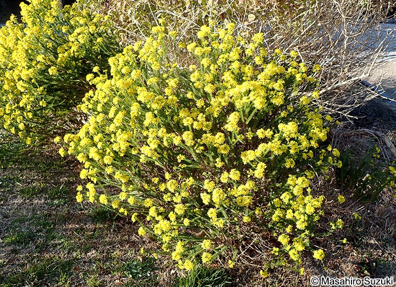 ゴールデンクラッカー Euryops virgineus