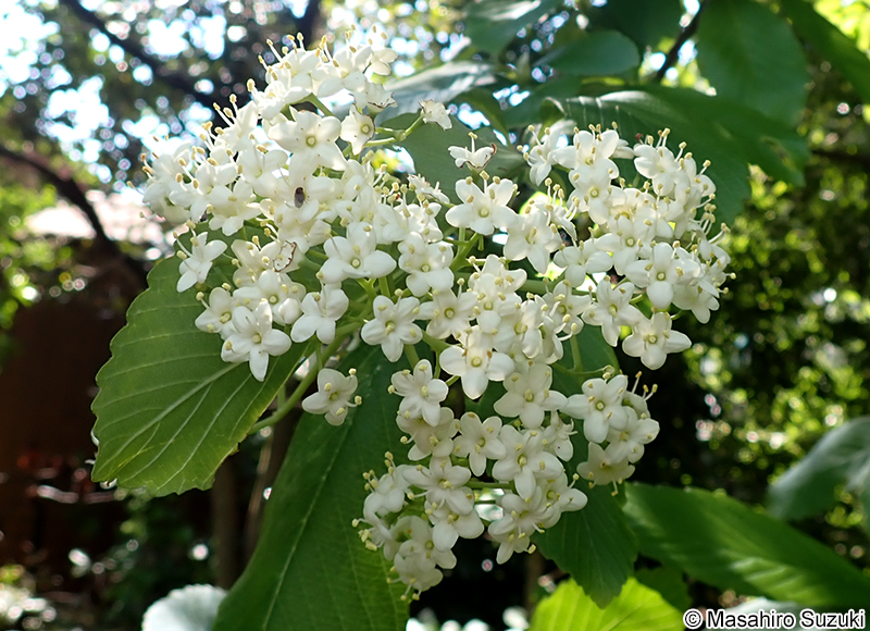 ゴマギ Viburnum sieboldii