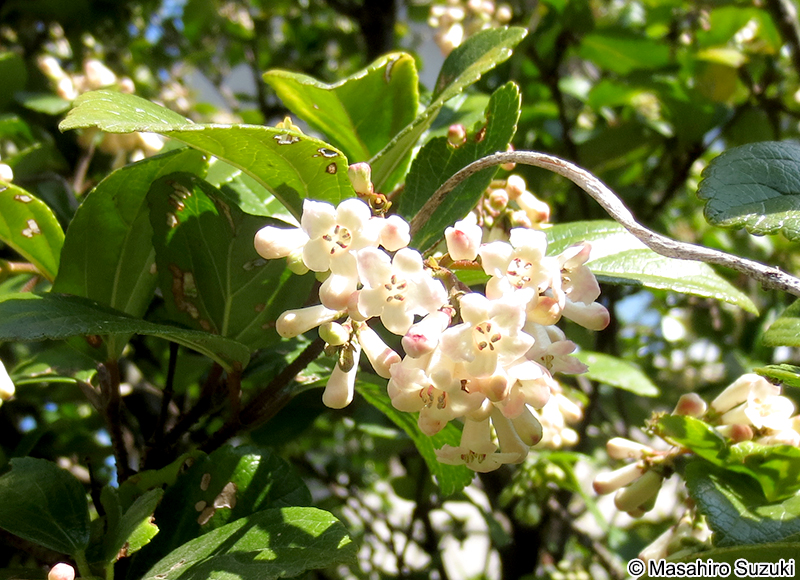 ゴモジュ Viburnum suspensum