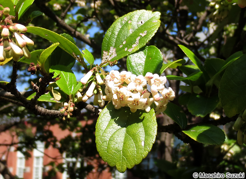 ゴモジュ Viburnum suspensum