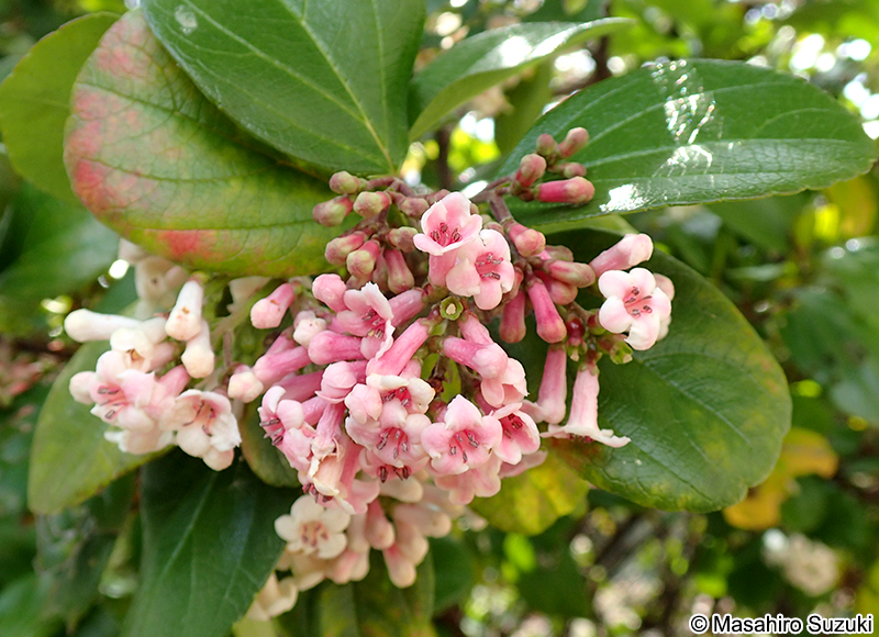 ゴモジュ Viburnum suspensum